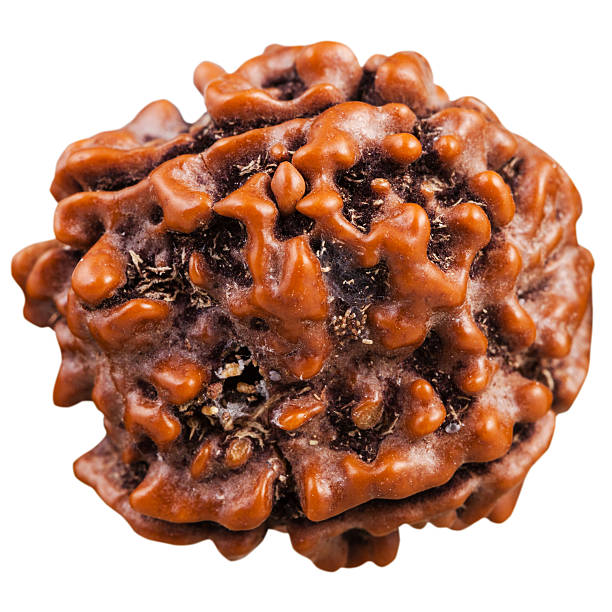 Do Mukhi Rudraksha Benefits — Power of the 2 Mukhi Rudraksha | Rudratree