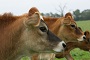The Benefits of Choosing a Whole Cow for Sale Over Store-Bought Beef