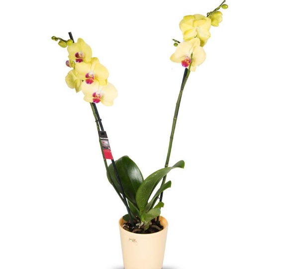 זר כלה ורדים לבנים