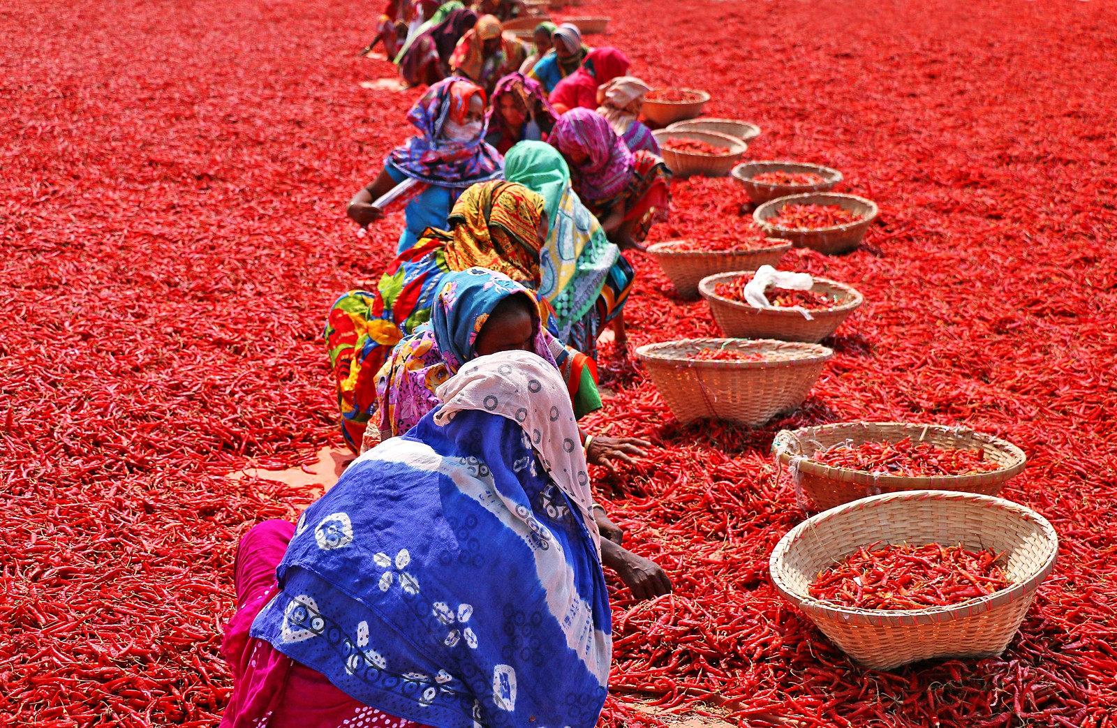 Chilli Export from India