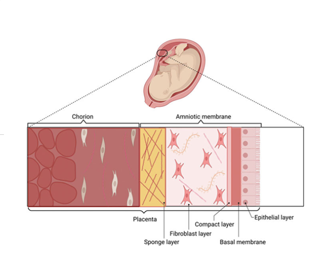 Advancing Recovery with Amniotic Allografts: Innovative Wound Care Solutions