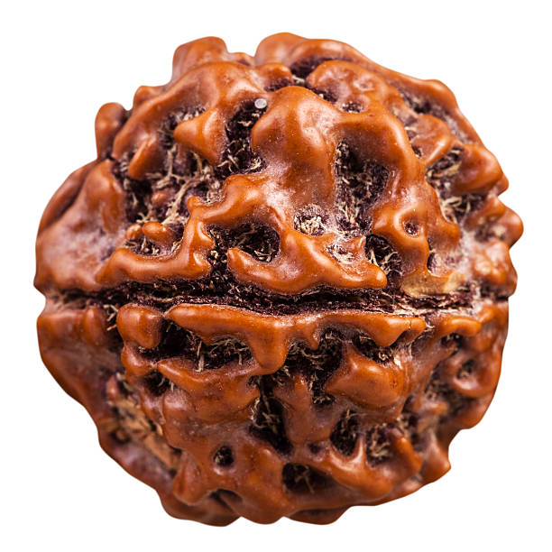 Why 16 Mukhi Rudraksha is Called the Victory Bead of Lord Mahakal